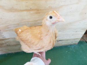 Chickaletta - six weeks