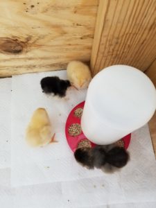 day old baby chicks at the feeder
