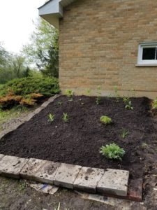 new native plants in the butterfly garden