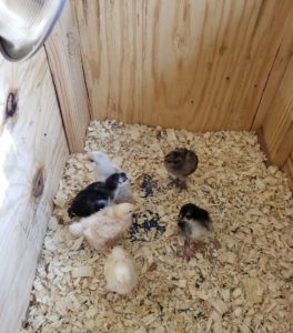 2 week old chicks