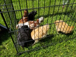 moving chicks in a dog kennel