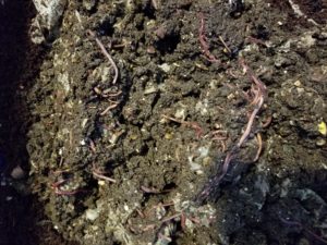 Red worms in the compost bin