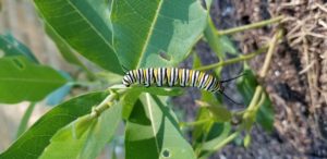 monarch caterpillar - a sign to stop losing hope