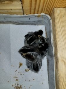 pile of baby chicks