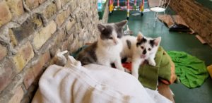 Barn kittens still in the mudroom