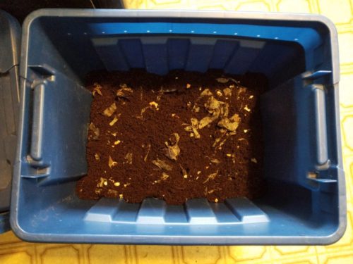 Worms in the compost bin