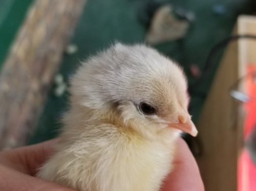Day old baby chick