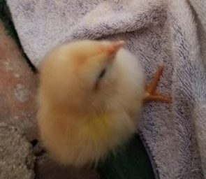 Two day old chick
