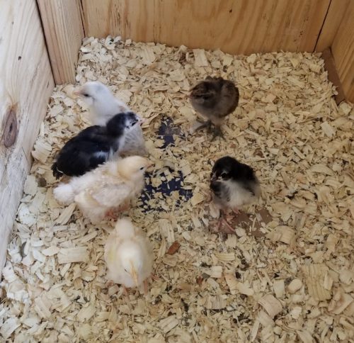 2 week old chicks in the brooder