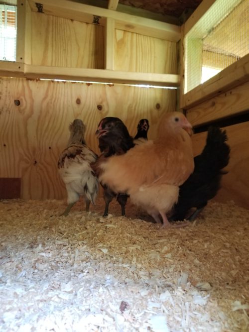 Chickens in the coop for the first time