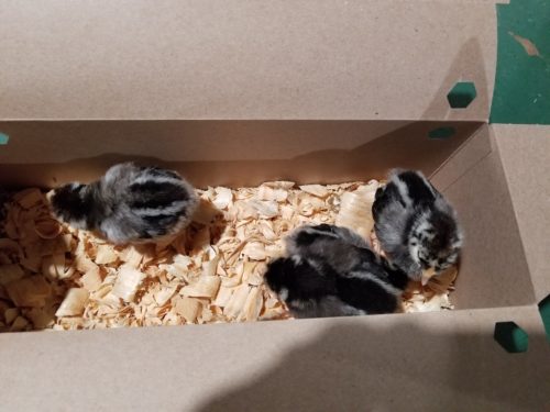 New baby chicks