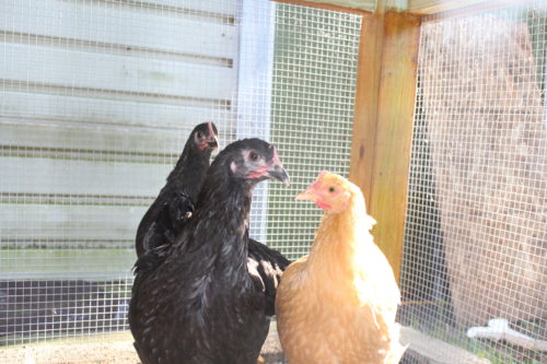 The chickens at almost 18 weeks