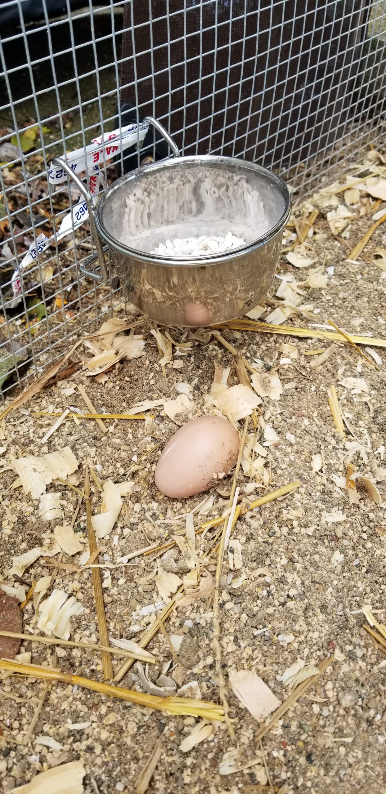 The first egg!