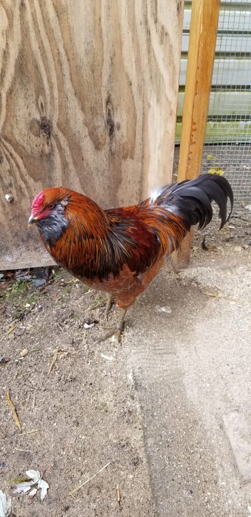 Soup the Rooster
