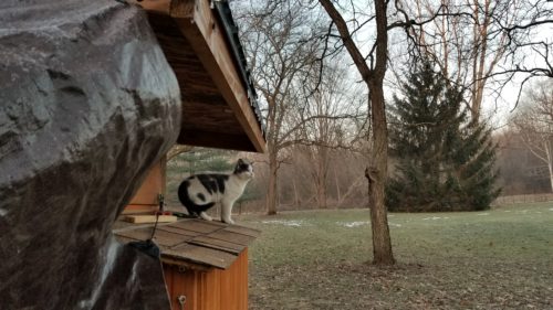 Cat on a cold chicken coop roof