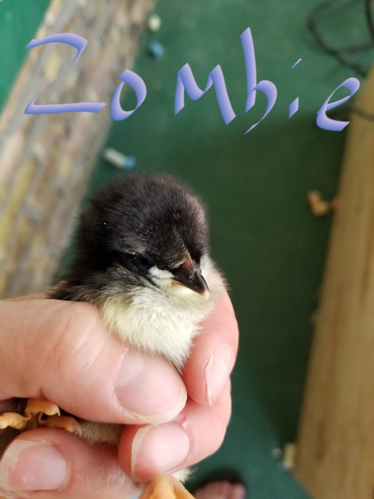Baby chick Zombie